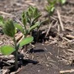 Monocultivo: Avanza y crece la siembra de soja en Entre Ríos