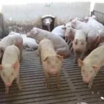 Advierten que el sector porcino entrerriano está en “una situación de quebranto”