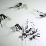 Comienzan la distribución de las vacunas contra el dengue en tres puntos del país