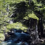 El Gobierno cerró tres fondos fiduciarios asociados a la protección de bosques nativos, el Programa Progresar y Emergencias