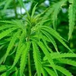 La UNER lanzo una encuesta sobre cannabis para pacientes, profesionales de la salud y productores