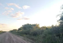 Entre Ríos: Encontraron un “cráneo incompleto y otros posibles huesos humanos”