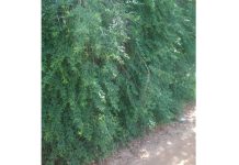 INSÓLITO: Intiman a propietaria a recortar una enredadera a metros de un basural y conexiones clandestinas