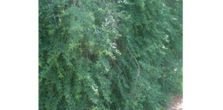 INSÓLITO: Intiman a propietaria a recortar una enredadera a metros de un basural y conexiones clandestinas