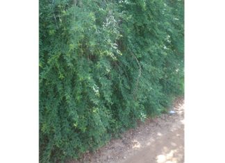 INSÓLITO: Intiman a propietaria a recortar una enredadera a metros de un basural y conexiones clandestinas