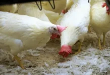 Semáforo con las distintas producciones regionales de Argentina exhibió caídas en 14 actividades