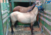 Desbarataron una carrera clandestina y secuestraron dos caballos