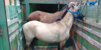 Desbarataron una carrera clandestina y secuestraron dos caballos