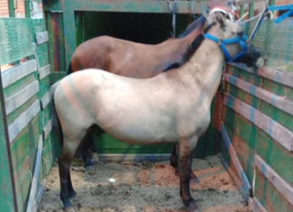 Desbarataron una carrera clandestina y secuestraron dos caballos