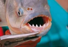 Decenas de heridos por palometas en playa entrerriana: Un bañista perdió un dedo