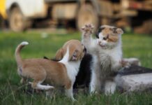 Una localidad del departamento Concordia instrumentará un Registro de Animales Domésticos