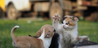 Una localidad del departamento Concordia instrumentará un Registro de Animales Domésticos