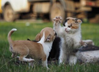 Una localidad del departamento Concordia instrumentará un Registro de Animales Domésticos