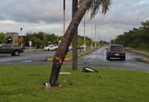 Entraron abejas a su auto, perdió el control y chocó contra una palmera