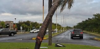 Entraron abejas a su auto, perdió el control y chocó contra una palmera