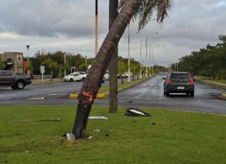 Entraron abejas a su auto, perdió el control y chocó contra una palmera