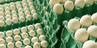 En 15 días, la avicultura argentina agotó la cuota de exportación de huevos a Europa