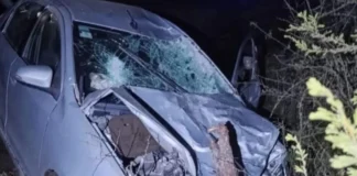 Un automóvil colisionó con un bovino y su conductor debió ser trasladado a Concordia