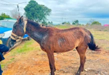 Intervinieron por un equino en mal estado y dispusieron su traslado