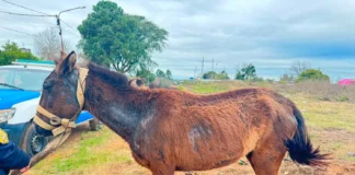 Intervinieron por un equino en mal estado y dispusieron su traslado