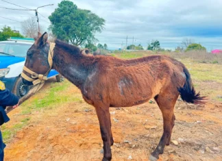 Intervinieron por un equino en mal estado y dispusieron su traslado