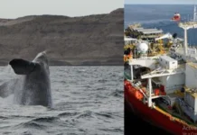 Histórico fallo judicial frena la explotación petrolera en Malvinas por falta de evaluación ambiental