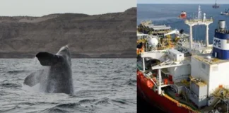 Histórico fallo judicial frena la explotación petrolera en Malvinas por falta de evaluación ambiental