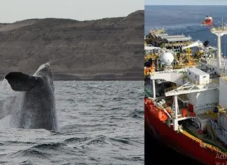 Histórico fallo judicial frena la explotación petrolera en Malvinas por falta de evaluación ambiental