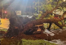 El temporal en Concordia dejó árboles caídos, techos volados y cortes de luz