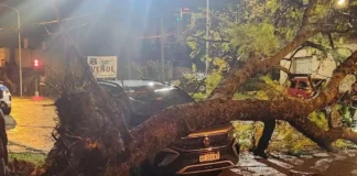 El temporal en Concordia dejó árboles caídos, techos volados y cortes de luz