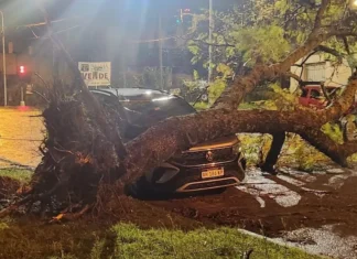 El temporal en Concordia dejó árboles caídos, techos volados y cortes de luz