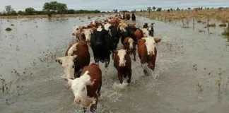 Prevén declarar la emergencia agropecuaria en Entre Ríos: quedan 192.000 cabezas de ganado en islas