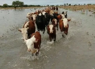 Prevén declarar la emergencia agropecuaria en Entre Ríos: quedan 192.000 cabezas de ganado en islas